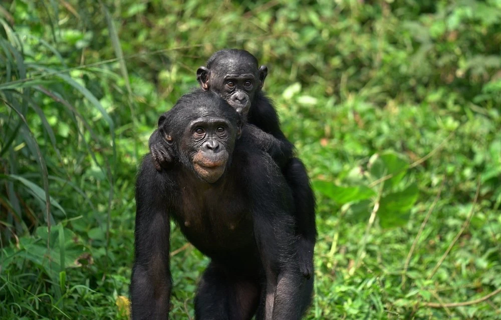 Lola ya Bonobo Sanctuary Kinshasa